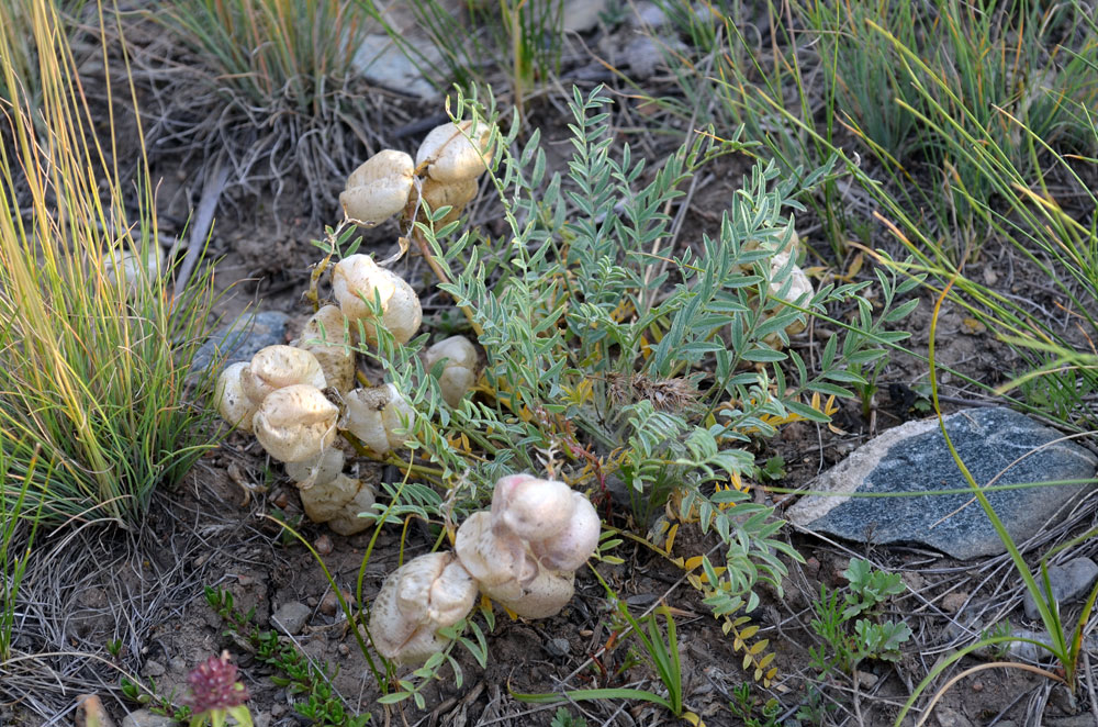 Изображение особи Astragalus masenderanus.