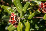 Pittosporum tobira