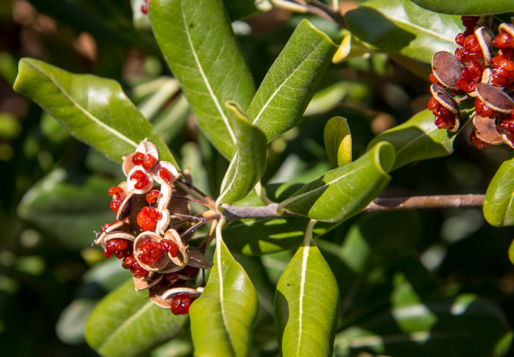 Image of Pittosporum tobira specimen.