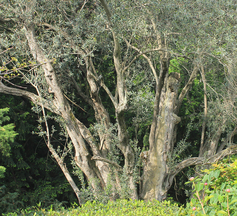 Image of Olea europaea specimen.