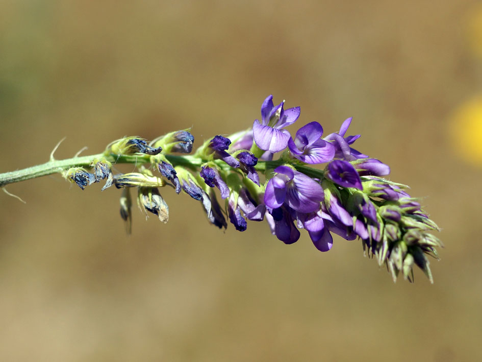 Изображение особи род Medicago.