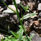 Erysimum hieraciifolium