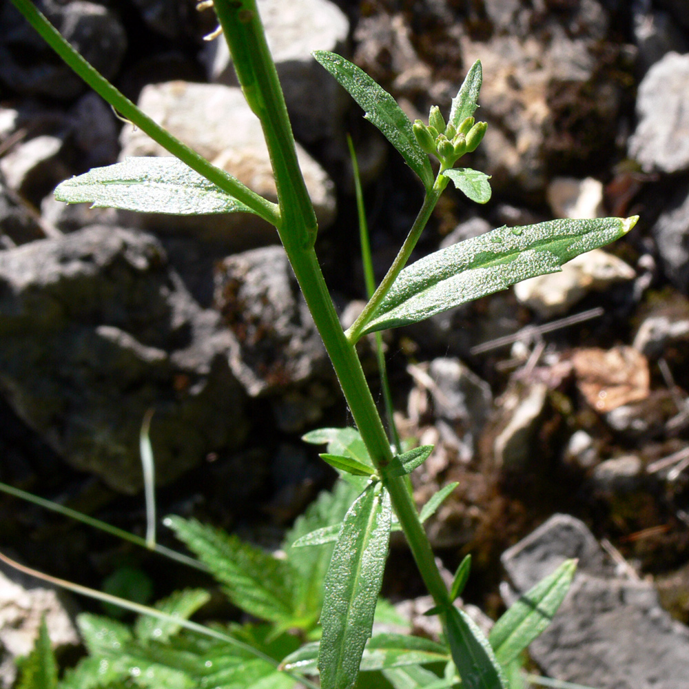 Image of Erysimum hieraciifolium specimen.