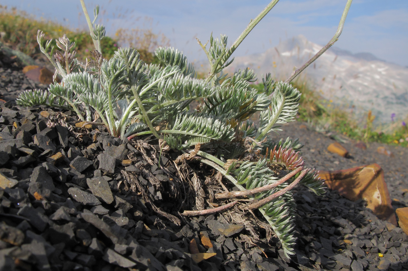 Image of Anthemis marschalliana ssp. pectinata specimen.