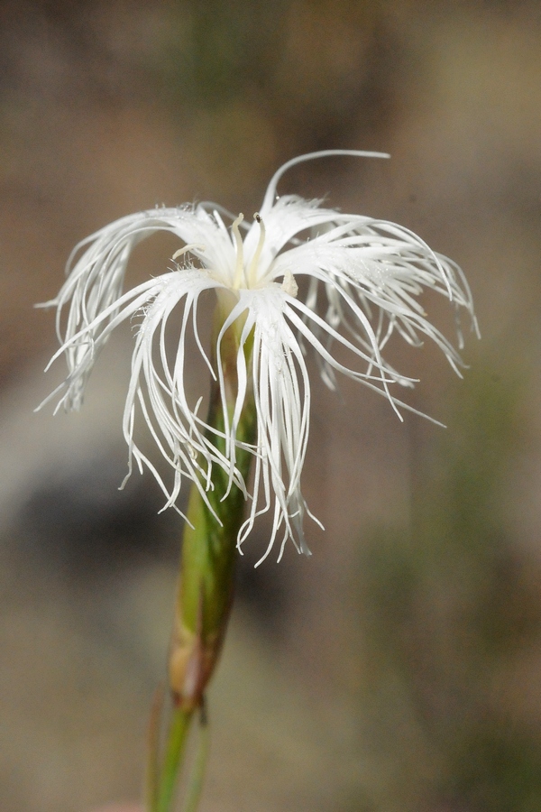 Изображение особи род Dianthus.