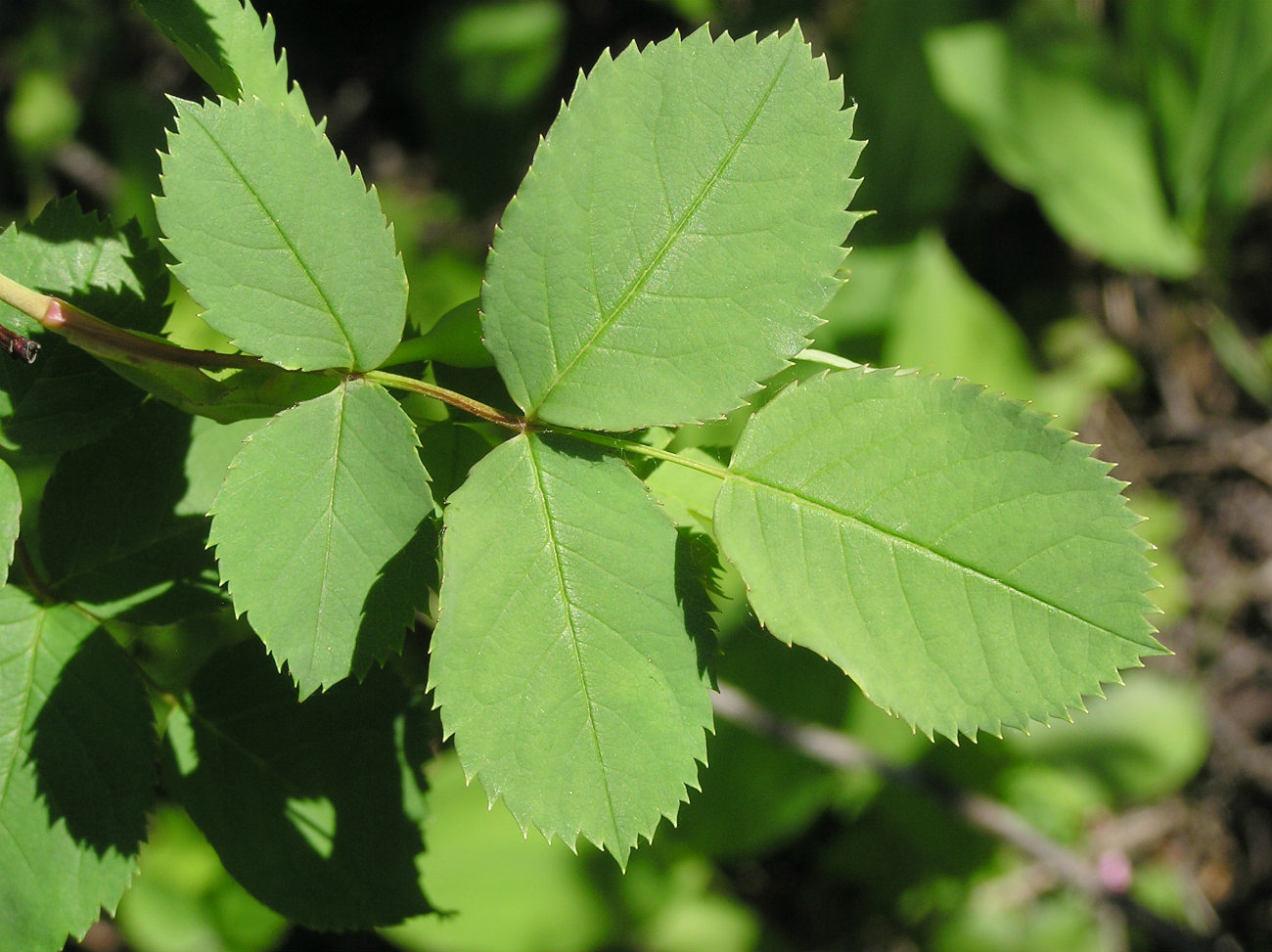 Image of Rosa subcanina specimen.