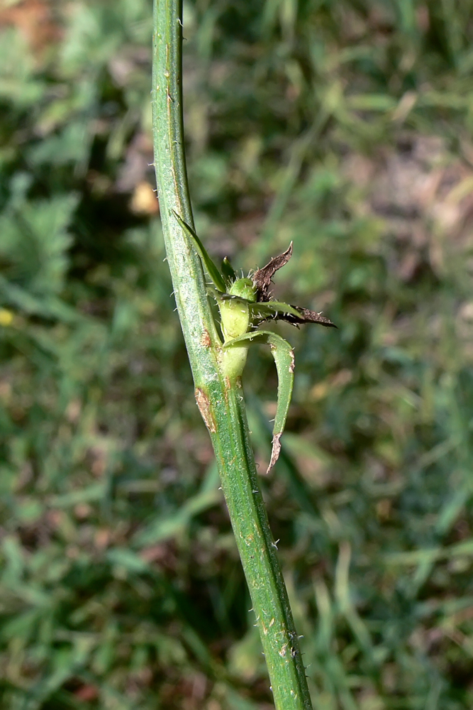 Image of Cichorium intybus specimen.