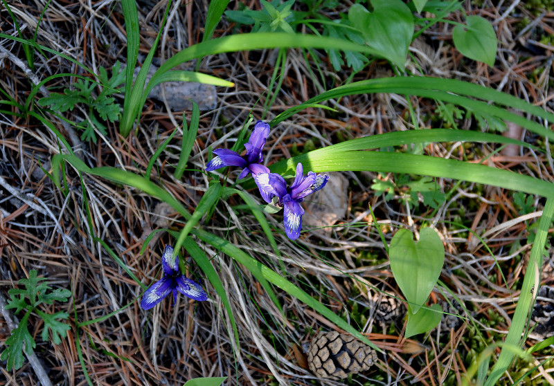 Изображение особи Iris ruthenica.