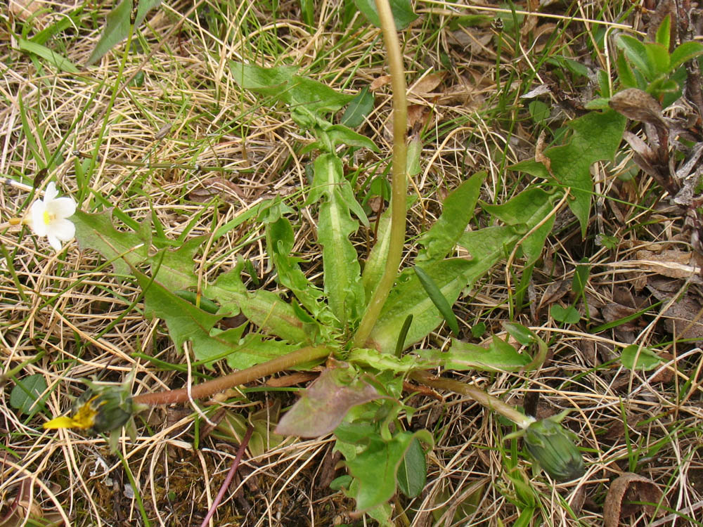Image of Taraxacum croceum specimen.