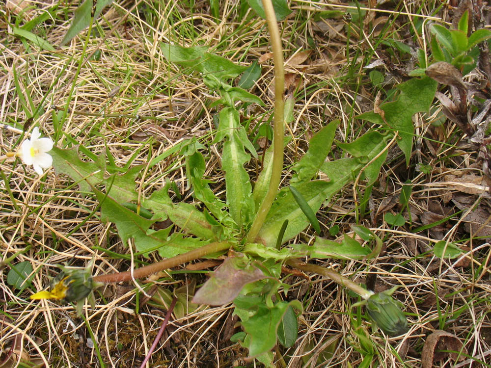 Изображение особи Taraxacum croceum.