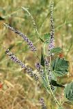 Psoralea drupacea