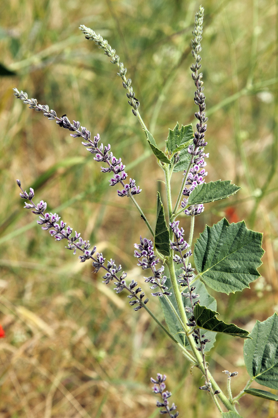 Изображение особи Psoralea drupacea.