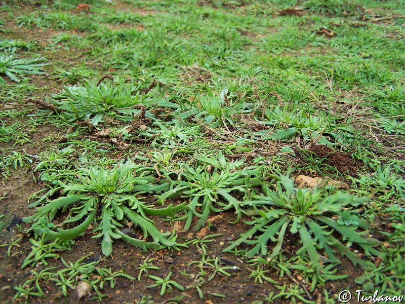 Изображение особи Plantago coronopus.