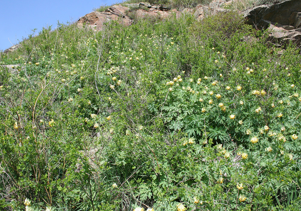 Image of Corydalis nobilis specimen.