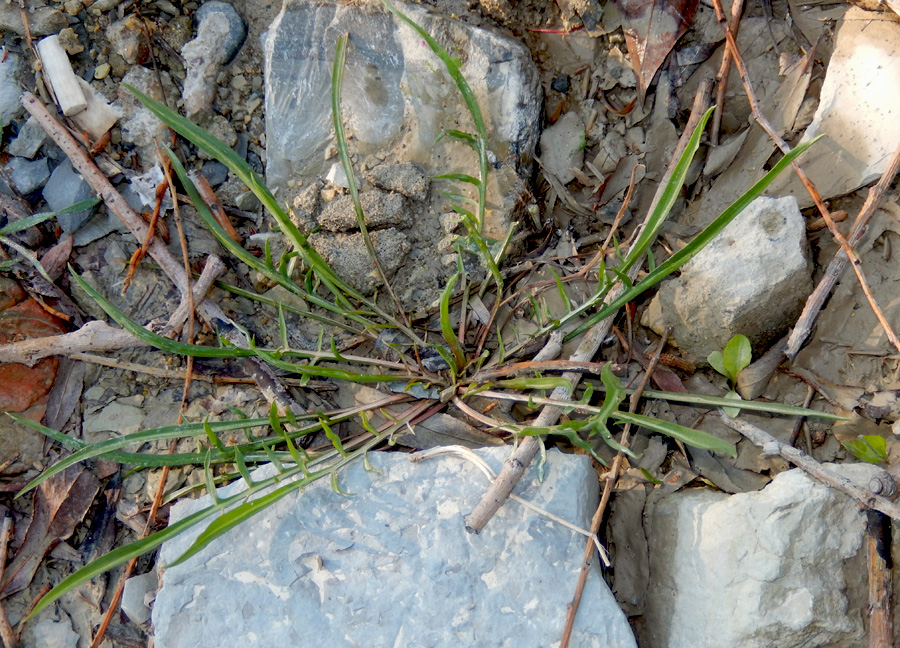 Image of Scorzonera laciniata specimen.