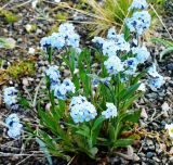 Myosotis asiatica