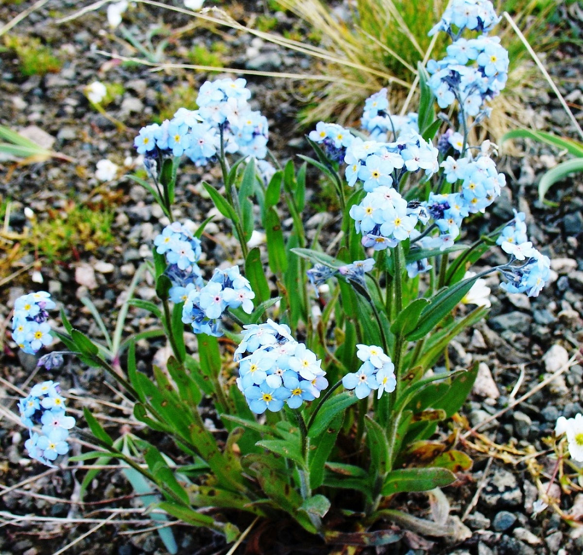 Image of Myosotis asiatica specimen.