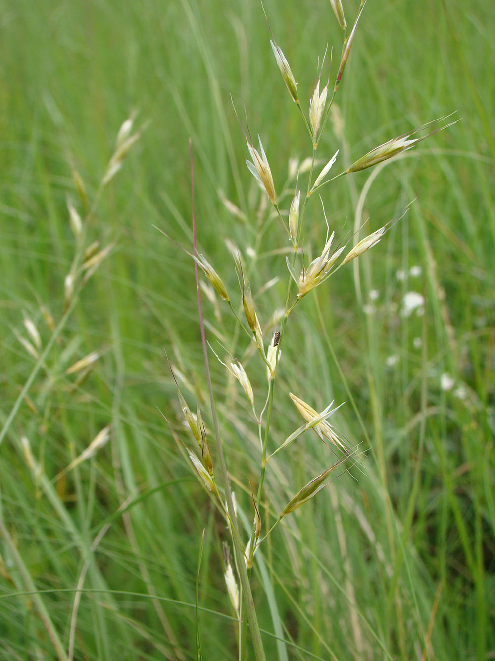 Image of Helictotrichon schellianum specimen.