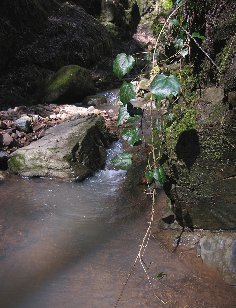 Image of genus Hedera specimen.