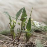 Viola accrescens. Цветущие растения. Воронежская обл., Лискинский р-н, окр. с. Дивногорье. 02.05.2015.