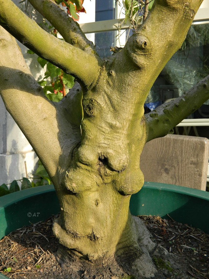 Image of Olea europaea specimen.