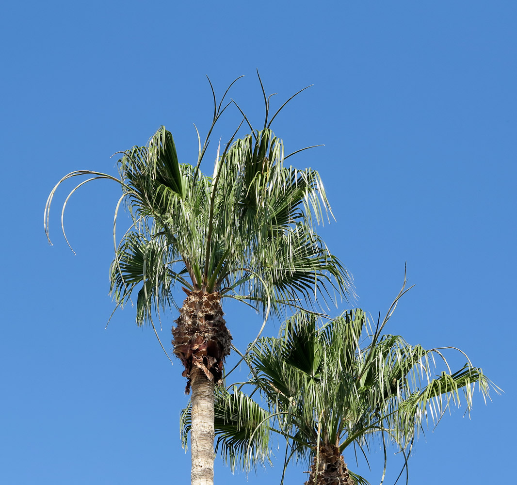 Изображение особи Washingtonia robusta.