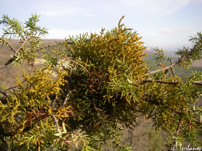 Image of Arceuthobium oxycedri specimen.