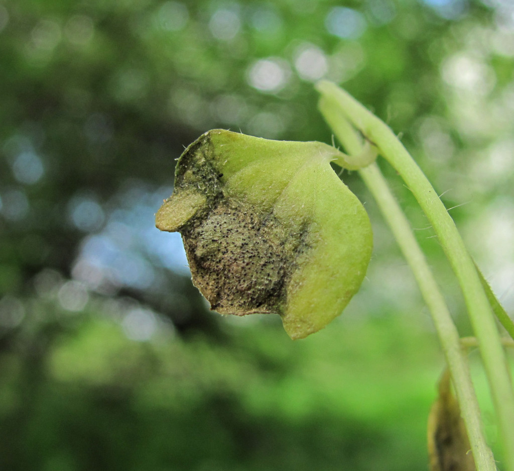 Image of Veronica hederifolia specimen.