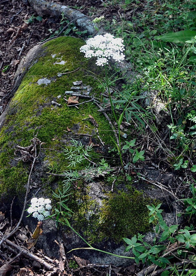 Image of Ostericum maximowiczii specimen.