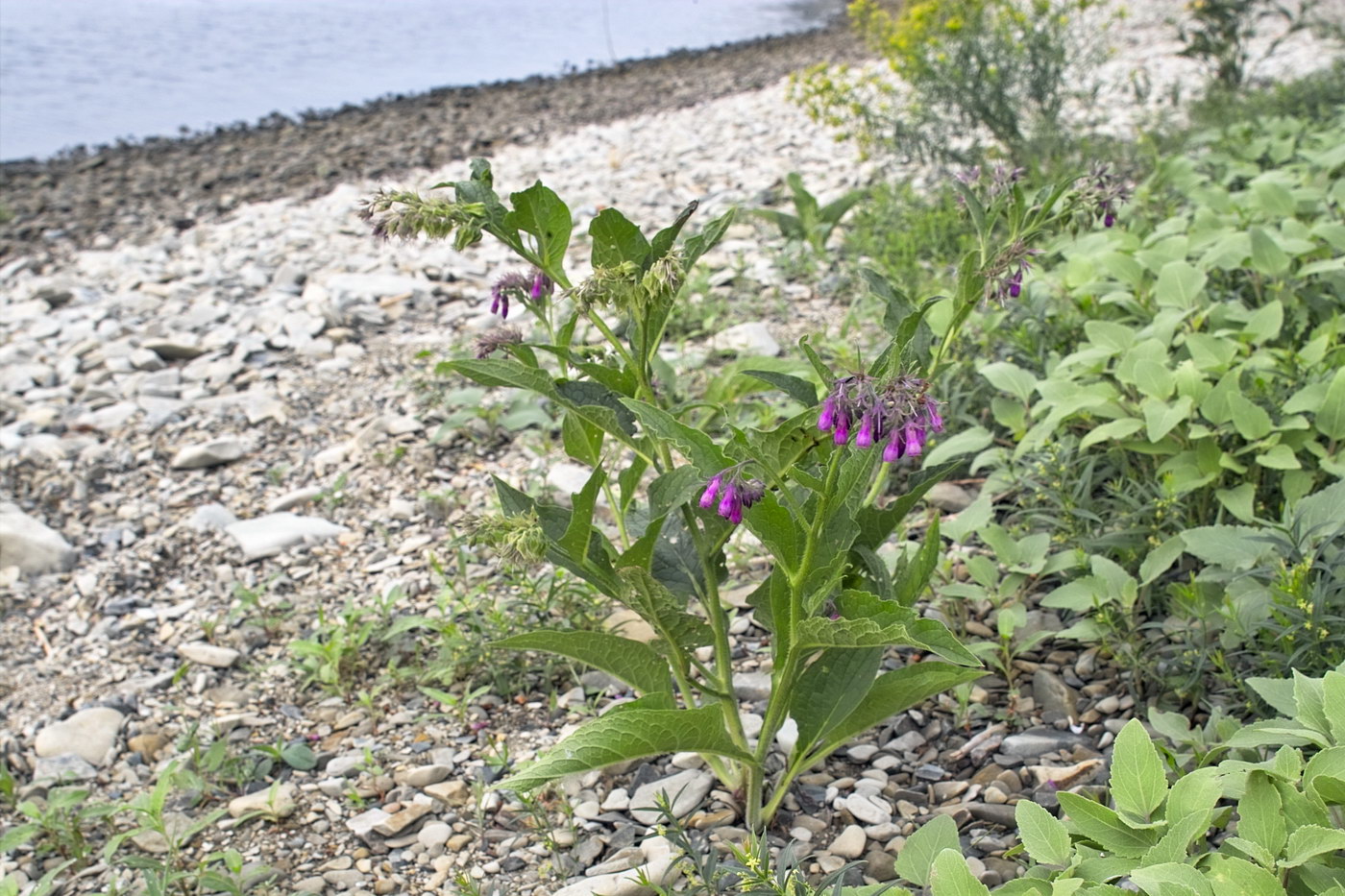 Image of Symphytum officinale specimen.