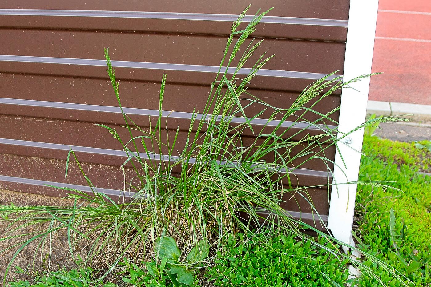 Image of Poa pratensis specimen.
