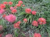 Scadoxus multiflorus