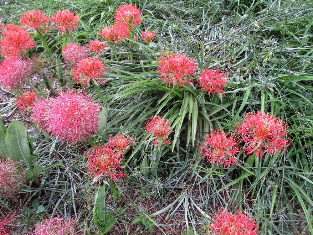 Image of Scadoxus multiflorus specimen.