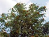 Sorbus aucuparia. Ветви с незрелыми плодами. Санкт-Петербург. 31.07.2009.