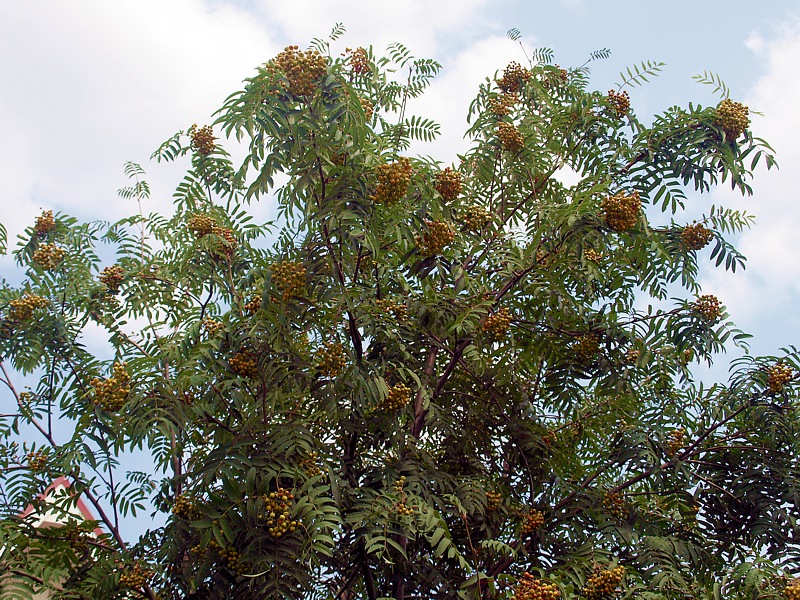 Image of Sorbus aucuparia specimen.