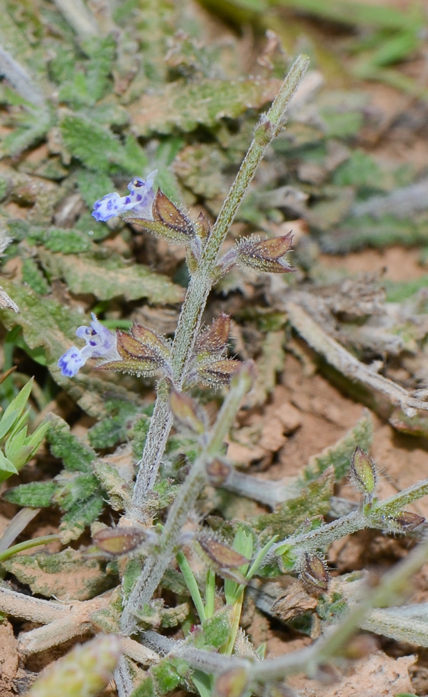 Image of Salvia aegyptiaca specimen.