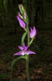 Cephalanthera rubra. Соцветие. Крым, Байдарская долина, окр. с. Кизиловое, лиственный лес. 9 июня 2016 г.