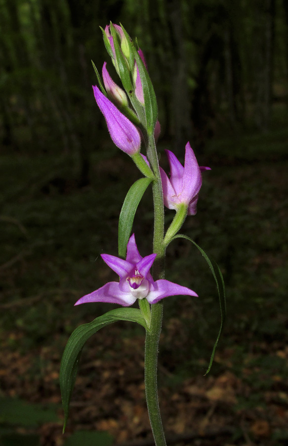 Image of Cephalanthera rubra specimen.