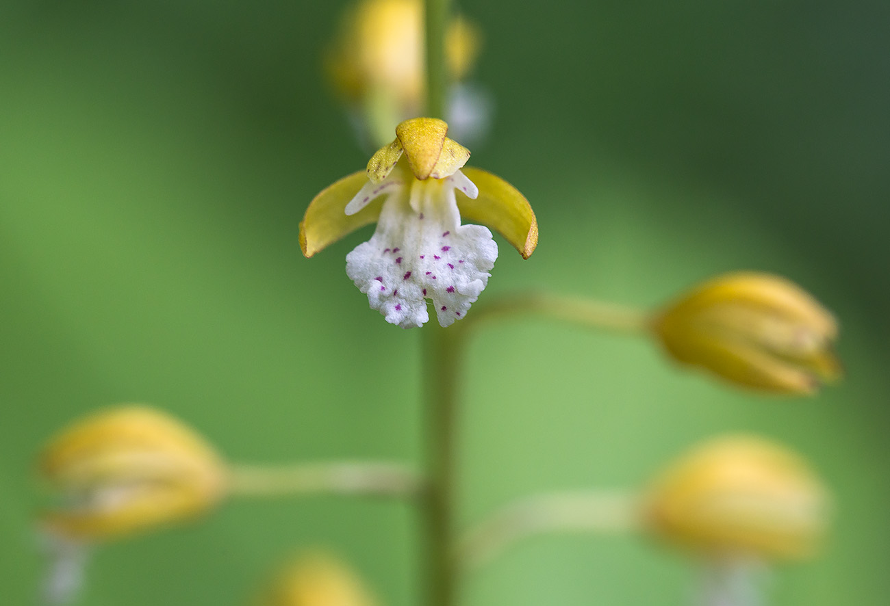 Изображение особи Oreorchis patens.