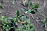 Polygonum aviculare