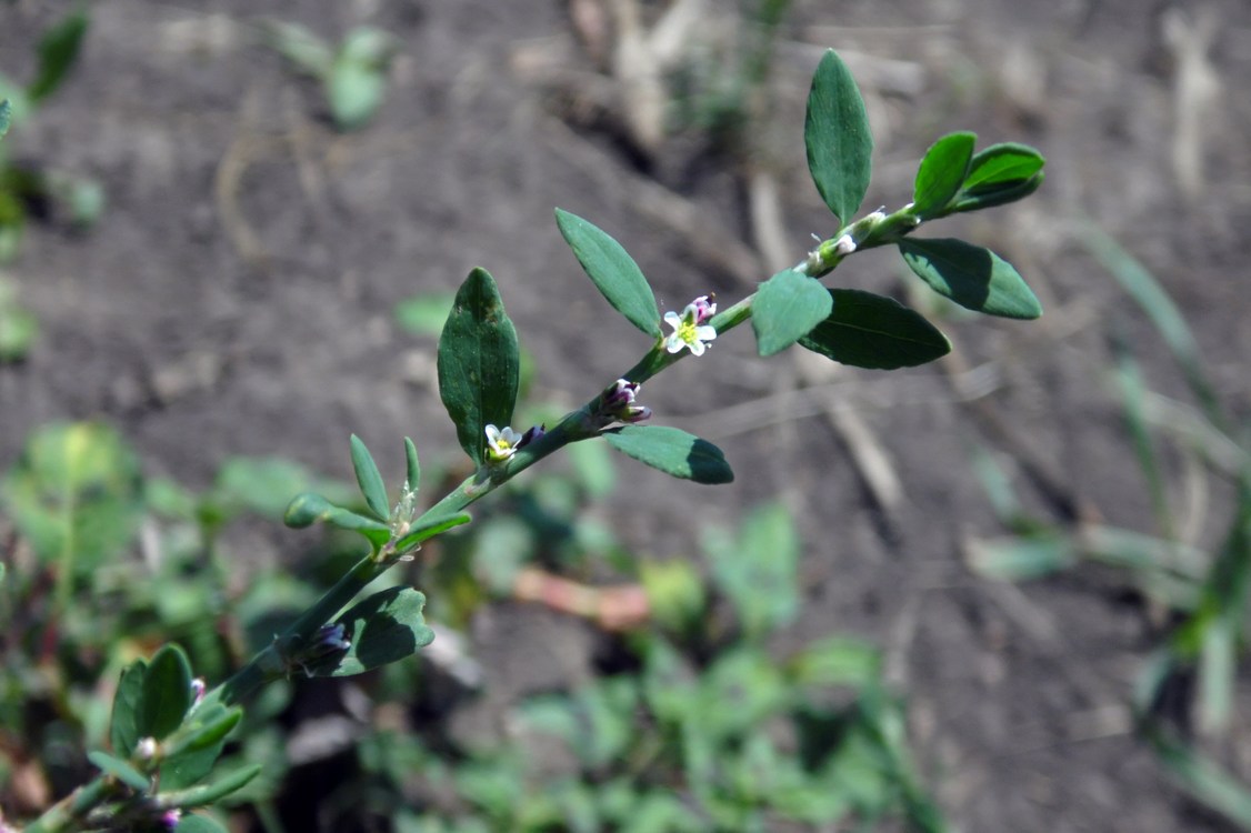 Image of Polygonum aviculare specimen.