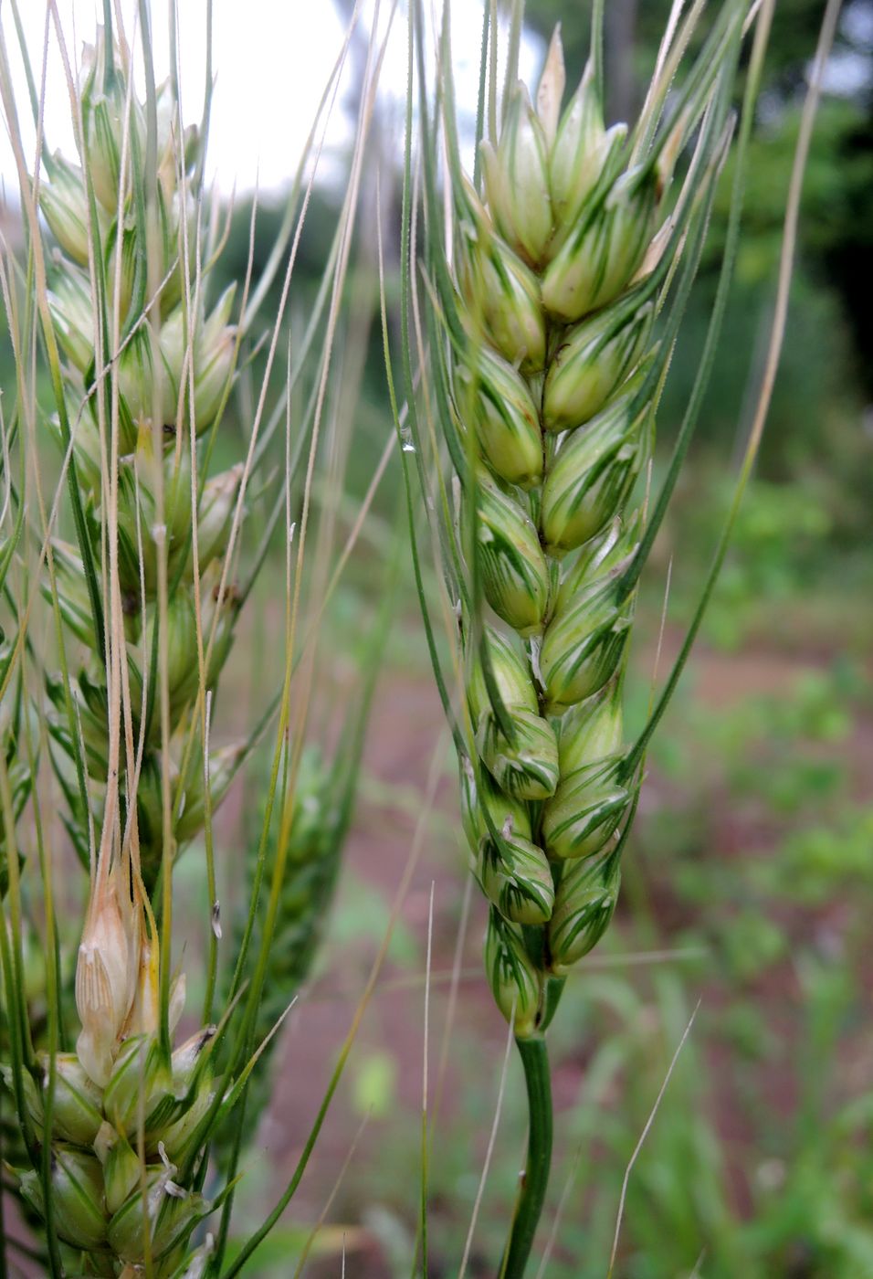 Изображение особи Triticum aestivum.