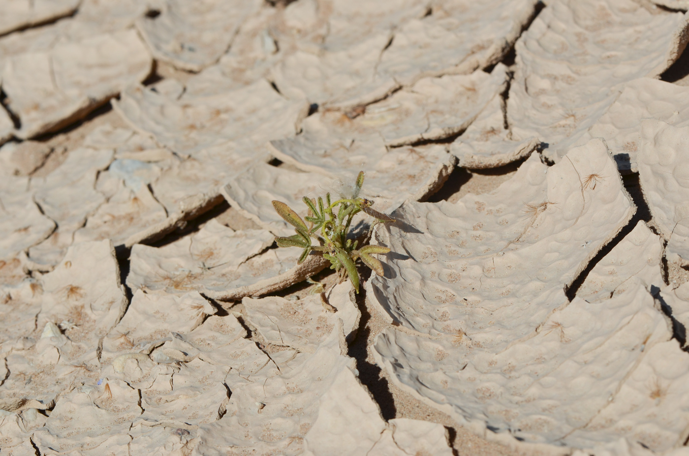 Image of Cleome amblyocarpa specimen.