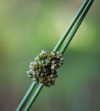 Juncus conglomeratus