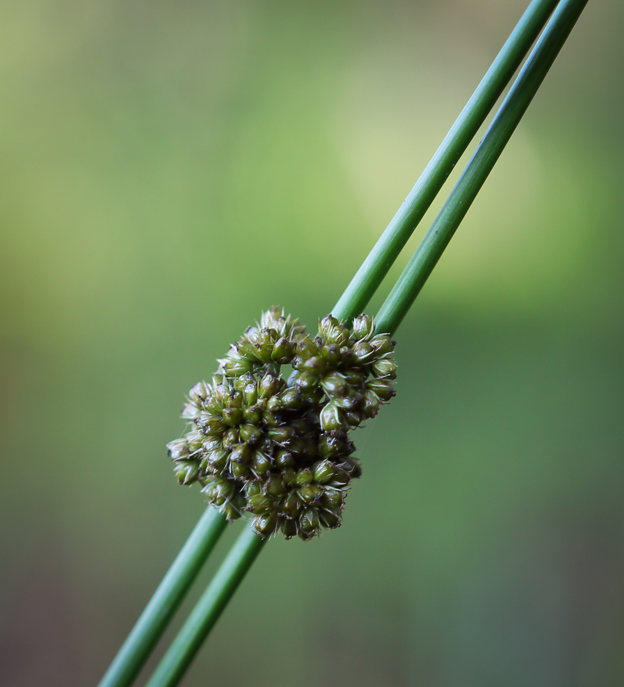 Изображение особи Juncus conglomeratus.