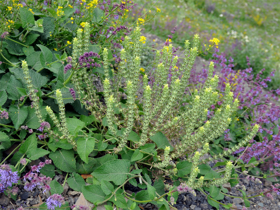 Image of Sideritis montana specimen.