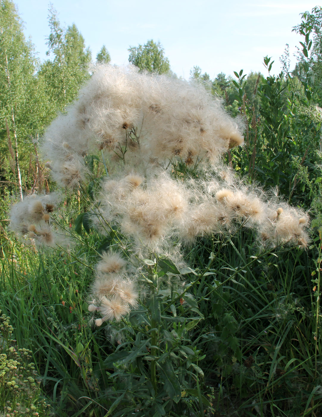 Изображение особи Cirsium setosum.