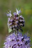 Mentha pulegium