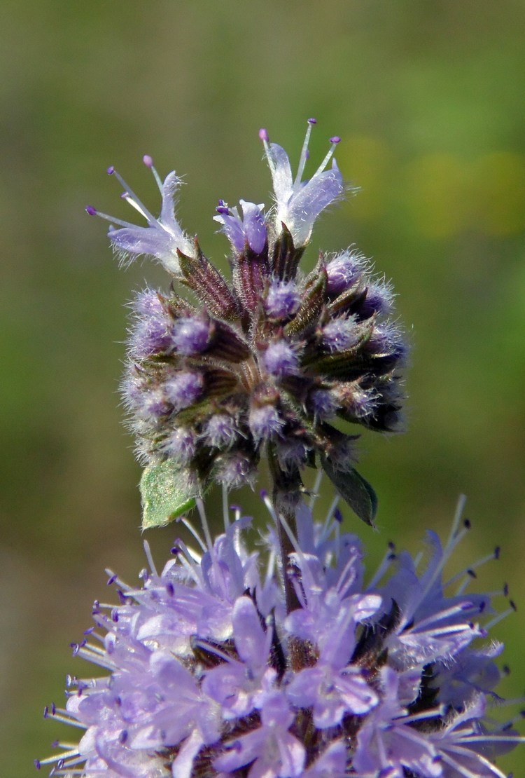 Image of Mentha pulegium specimen.
