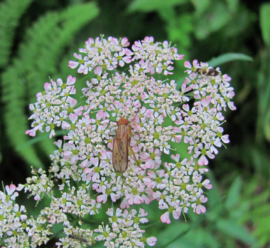 Изображение особи Chaerophyllum angelicifolium.